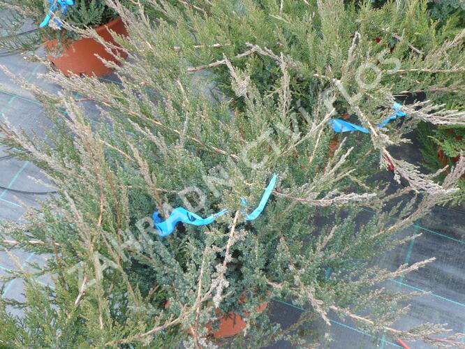 Jalovec chvojka 'Rockery Gem' - Juniperus sabina 'Rockery Gem'