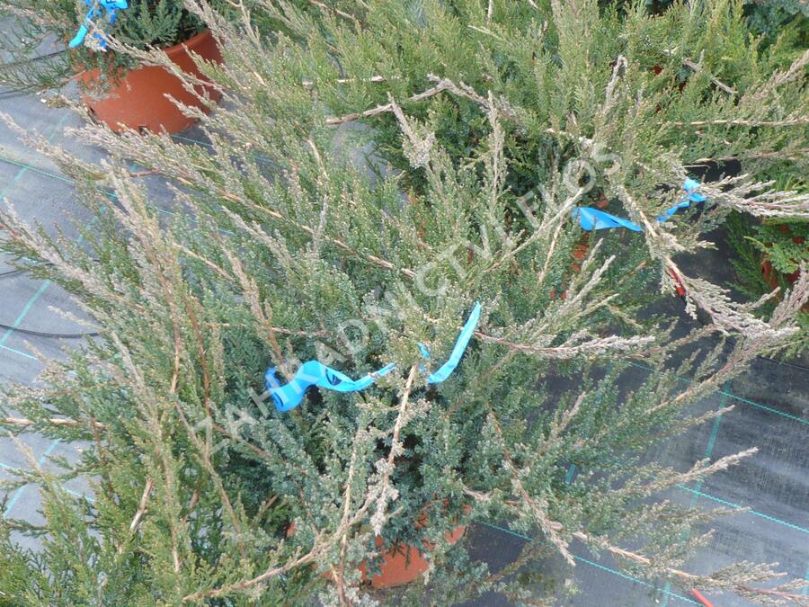 Jalovec chvojka 'Rockery Gem' - Juniperus sabina 'Rockery Gem'