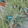 Jalovec chvojka 'Rockery Gem' - Juniperus sabina 'Rockery Gem'