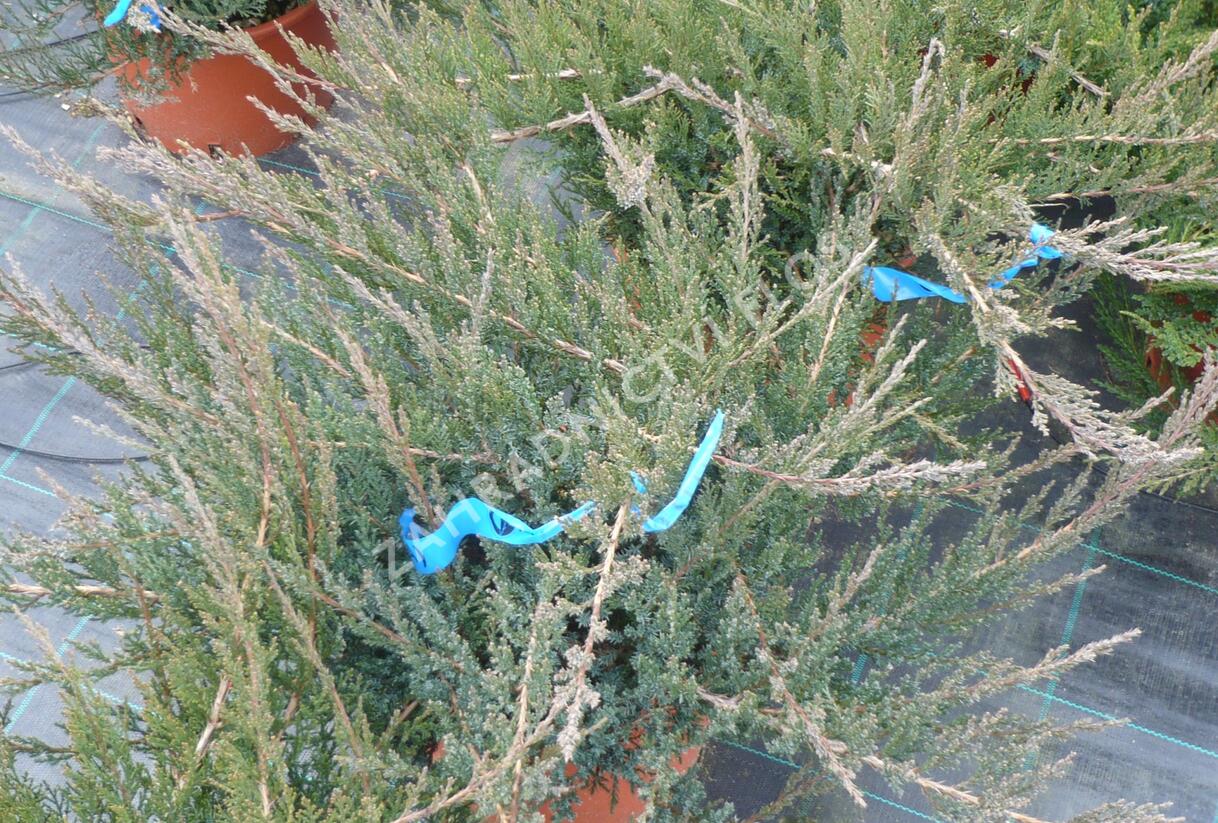 Jalovec chvojka 'Rockery Gem' - Juniperus sabina 'Rockery Gem'