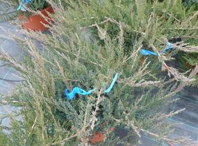 Jalovec chvojka 'Rockery Gem' - Juniperus sabina 'Rockery Gem'