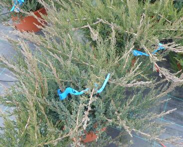 Jalovec chvojka 'Rockery Gem'