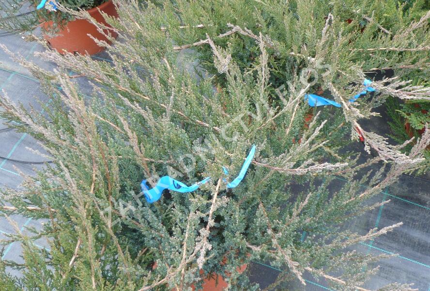 Jalovec chvojka 'Rockery Gem' - Juniperus sabina 'Rockery Gem'