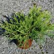 Jalovec chvojka 'Rockery Gem' - Juniperus sabina 'Rockery Gem'
