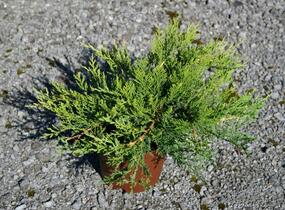 Jalovec chvojka 'Rockery Gem' - Juniperus sabina 'Rockery Gem'