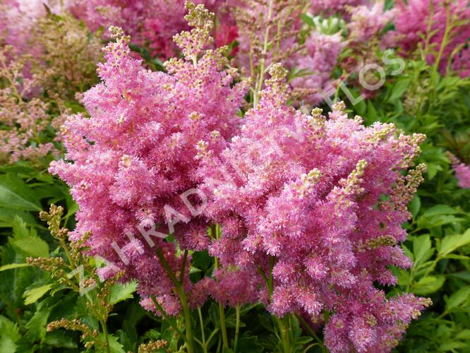 Čechrava Arendsova 'Astary Tiefrosa' - Astilbe arendsii 'Astary Tiefrosa'