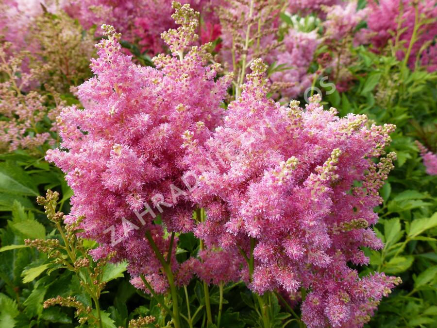 Čechrava Arendsova 'Astary Tiefrosa' - Astilbe arendsii 'Astary Tiefrosa'