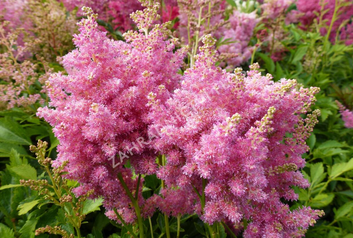 Čechrava Arendsova 'Astary Tiefrosa' - Astilbe arendsii 'Astary Tiefrosa'