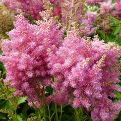 Čechrava Arendsova 'Astary Tiefrosa' - Astilbe arendsii 'Astary Tiefrosa'