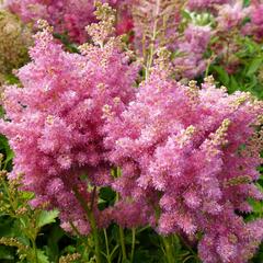 Čechrava Arendsova 'Astary Tiefrosa' - Astilbe arendsii 'Astary Tiefrosa'