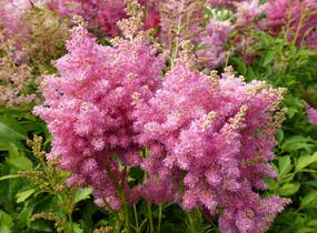 Čechrava Arendsova 'Astary Tiefrosa' - Astilbe arendsii 'Astary Tiefrosa'