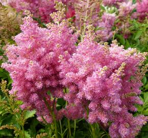 Čechrava Arendsova 'Astary Tiefrosa' - Astilbe arendsii 'Astary Tiefrosa'