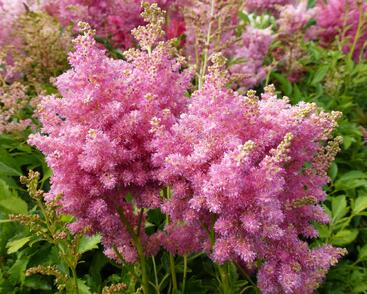 Čechrava Arendsova 'Astary Tiefrosa'