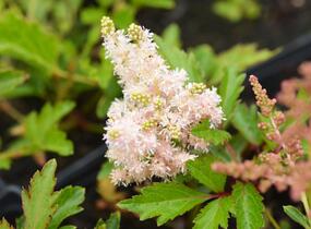 Čechrava Arendsova 'Astary Tiefrosa' - Astilbe arendsii 'Astary Tiefrosa'