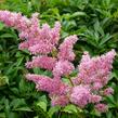 Čechrava Arendsova 'Astary Tiefrosa' - Astilbe arendsii 'Astary Tiefrosa'