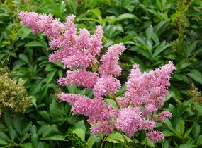 Čechrava Arendsova 'Astary Tiefrosa' - Astilbe arendsii 'Astary Tiefrosa'
