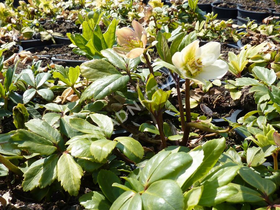 Čemeřice černá 'Christmas Carol' - Helleborus niger 'Christmas Carol'