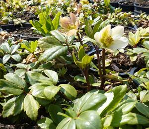 Čemeřice černá 'Christmas Carol' - Helleborus niger 'Christmas Carol'