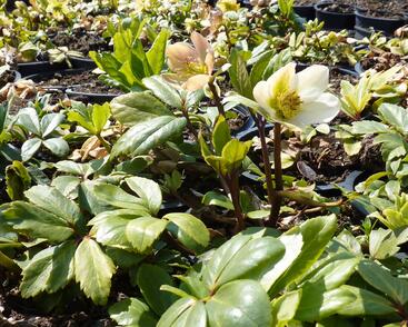 Čemeřice černá 'Christmas Carol'