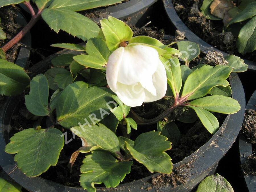 Čemeřice černá 'Christmas Carol' - Helleborus niger 'Christmas Carol'