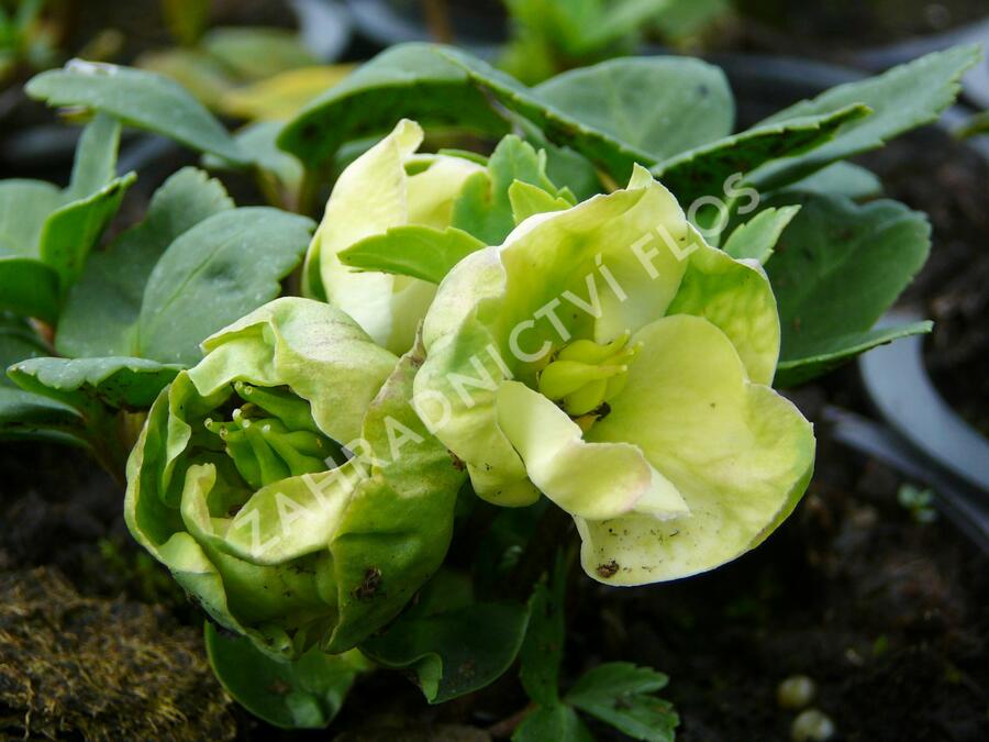 Čemeřice černá 'Christmas Carol' - Helleborus niger 'Christmas Carol'