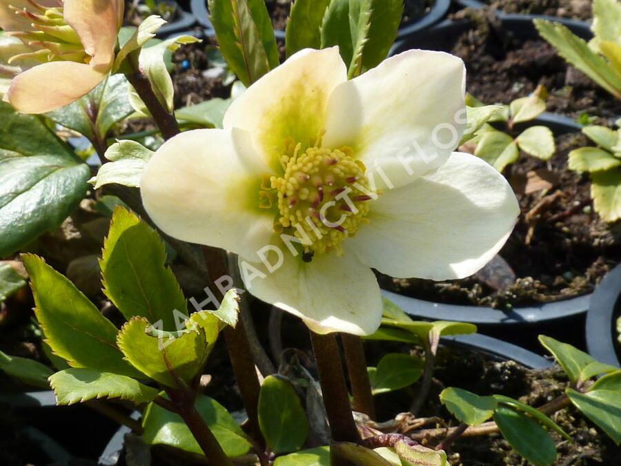Čemeřice černá 'Christmas Carol' - Helleborus niger 'Christmas Carol'