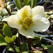 Čemeřice černá 'Christmas Carol' - Helleborus niger 'Christmas Carol'