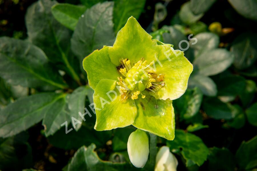 Čemeřice černá 'Christmas Carol' - Helleborus niger 'Christmas Carol'