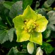 Čemeřice černá 'Christmas Carol' - Helleborus niger 'Christmas Carol'
