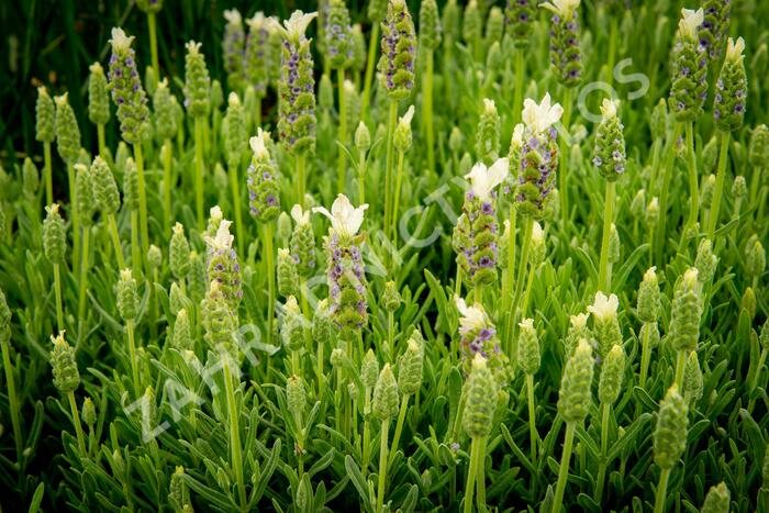 Levandule korunkatá 'Javelin White' - Lavandula stoechas 'Javelin White'