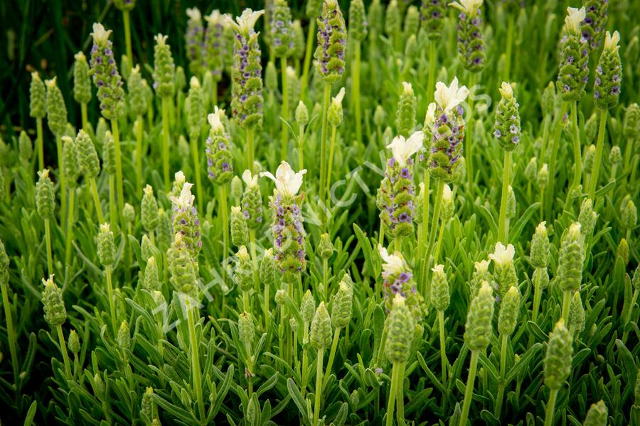 Levandule korunkatá 'Javelin White' - Lavandula stoechas 'Javelin White'