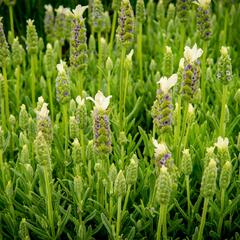 Levandule korunkatá 'Javelin White' - Lavandula stoechas 'Javelin White'