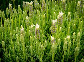 Levandule korunkatá 'Javelin White' - Lavandula stoechas 'Javelin White'