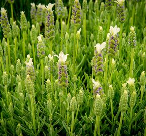 Levandule korunkatá 'Javelin White' - Lavandula stoechas 'Javelin White'