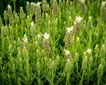 Levandule korunkatá 'Javelin White'