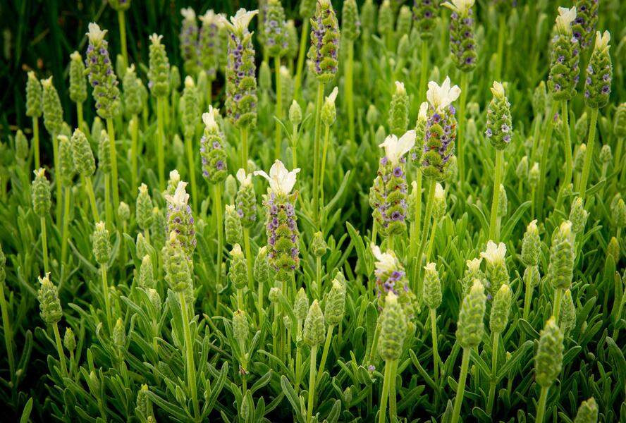 Levandule korunkatá 'Javelin White' - Lavandula stoechas 'Javelin White'