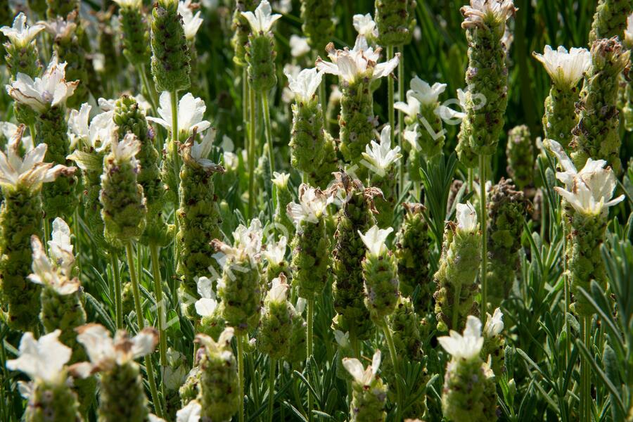 Levandule korunkatá 'Javelin White' - Lavandula stoechas 'Javelin White'