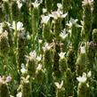 Levandule korunkatá 'Javelin White' - Lavandula stoechas 'Javelin White'