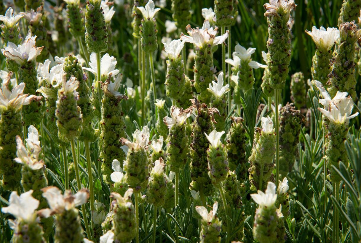 Levandule korunkatá 'Javelin White' - Lavandula stoechas 'Javelin White'