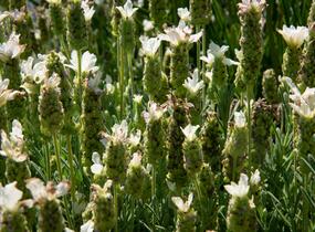 Levandule korunkatá 'Javelin White' - Lavandula stoechas 'Javelin White'