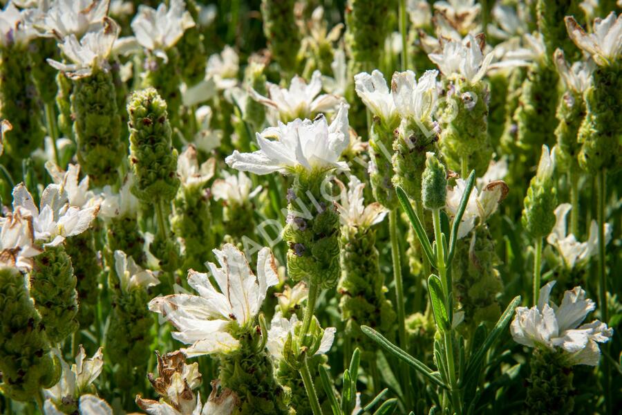 Levandule korunkatá 'Javelin White' - Lavandula stoechas 'Javelin White'
