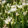 Levandule korunkatá 'Javelin White' - Lavandula stoechas 'Javelin White'