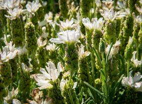 Levandule korunkatá 'Javelin White' - Lavandula stoechas 'Javelin White'