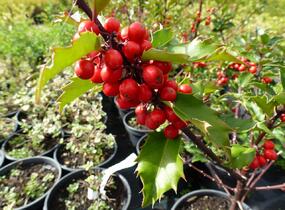Cesmína 'Heckenfee' - Ilex meserveae 'Heckenfee'