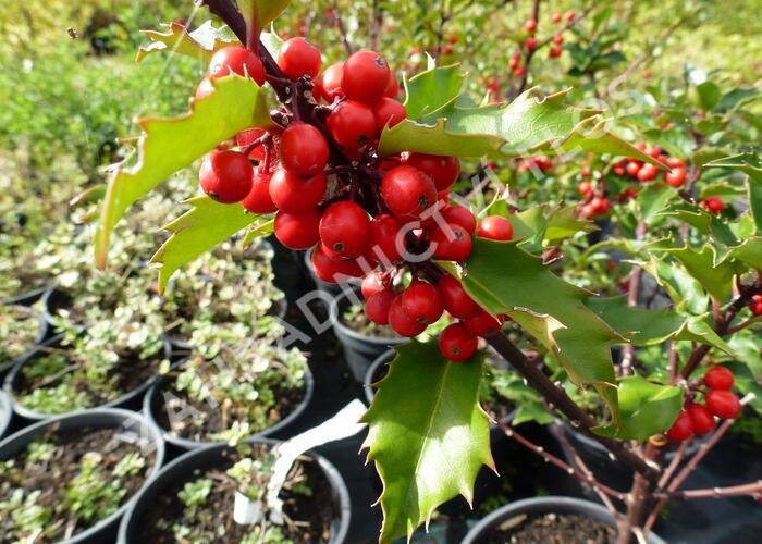 Cesmína 'Heckenfee' - Ilex meserveae 'Heckenfee'