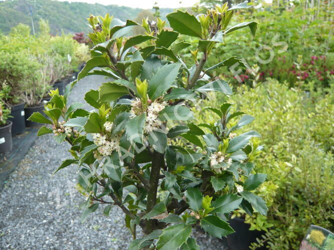 Cesmína 'Heckenfee' - Ilex meserveae 'Heckenfee'