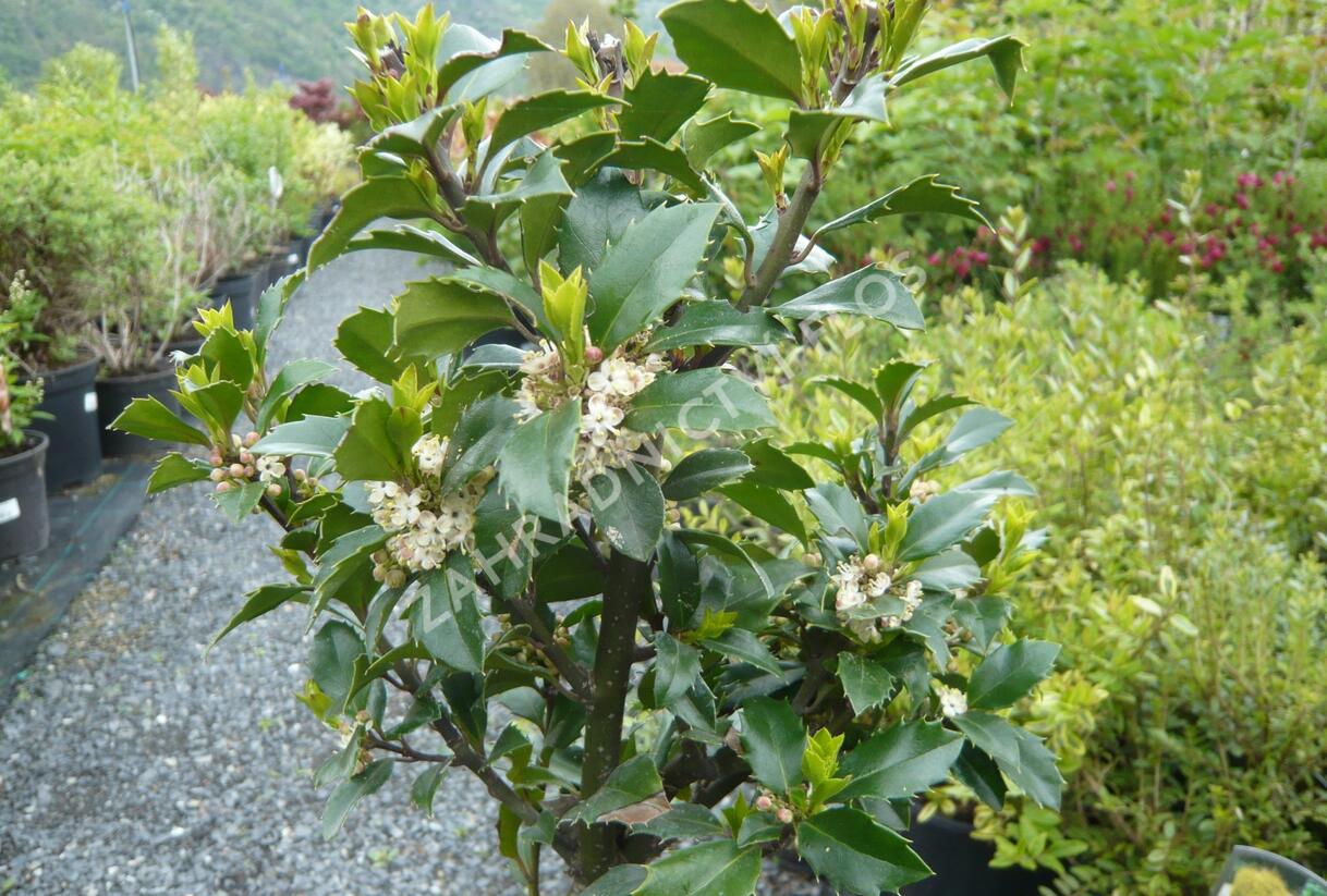 Cesmína 'Heckenfee' - Ilex meserveae 'Heckenfee'