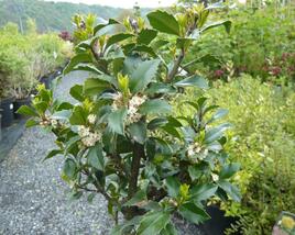 Cesmína 'Heckenfee'