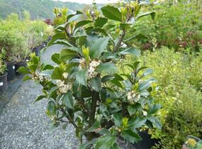 Cesmína 'Heckenfee' - Ilex meserveae 'Heckenfee'