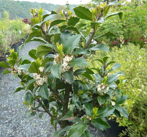 Cesmína 'Heckenfee' - Ilex meserveae 'Heckenfee'